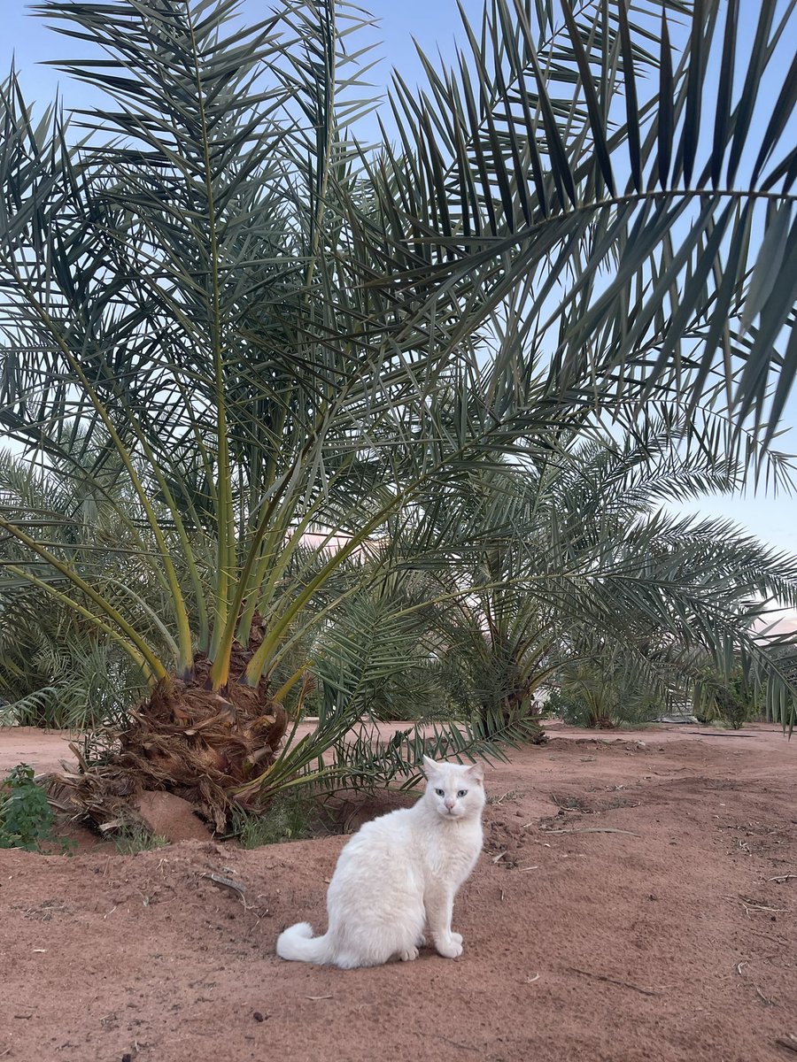 やまもと tweet media