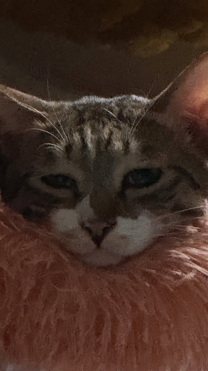 찻살떡 tweet media