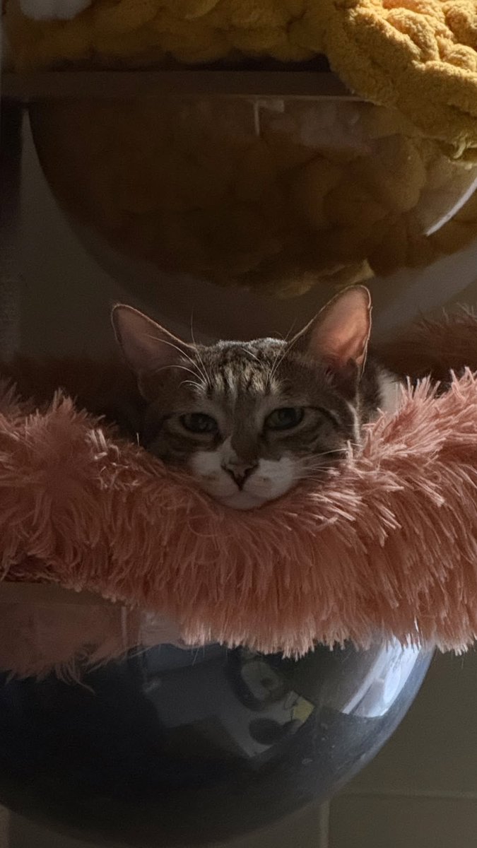 찻살떡 tweet media