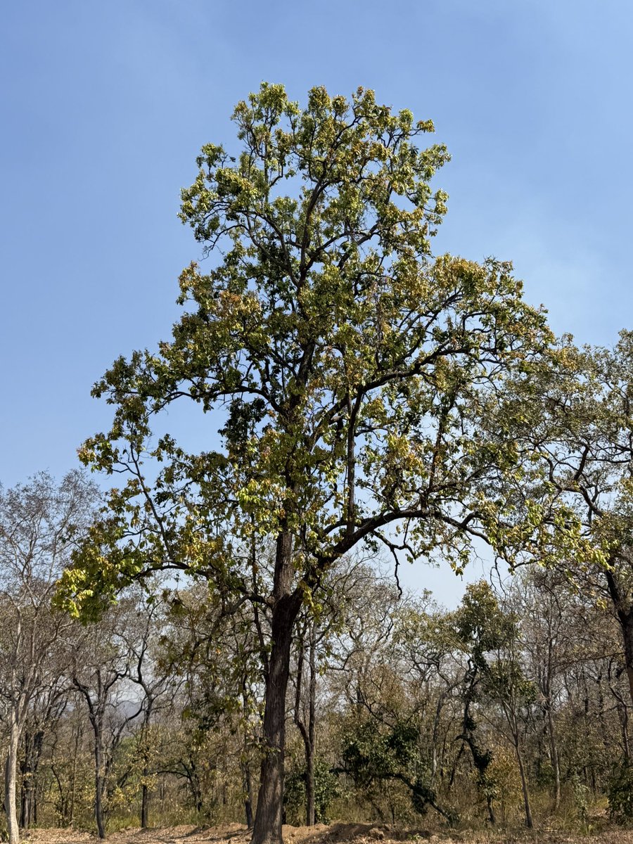 BiotechSanjeet's tweet photo. Forest trees of Sunabeda Wildlife Division, Odisha
#Forest #Trees #Sunabeda #Wildlife #Odisha
@EnvironmentPib @moefcc @pccfodisha @PCCFWL_Odisha @rameshpandeyifs @byadavbjp @CMO_Odisha @PMOIndia @narendramodi https://t.co/5cmJcikLQD