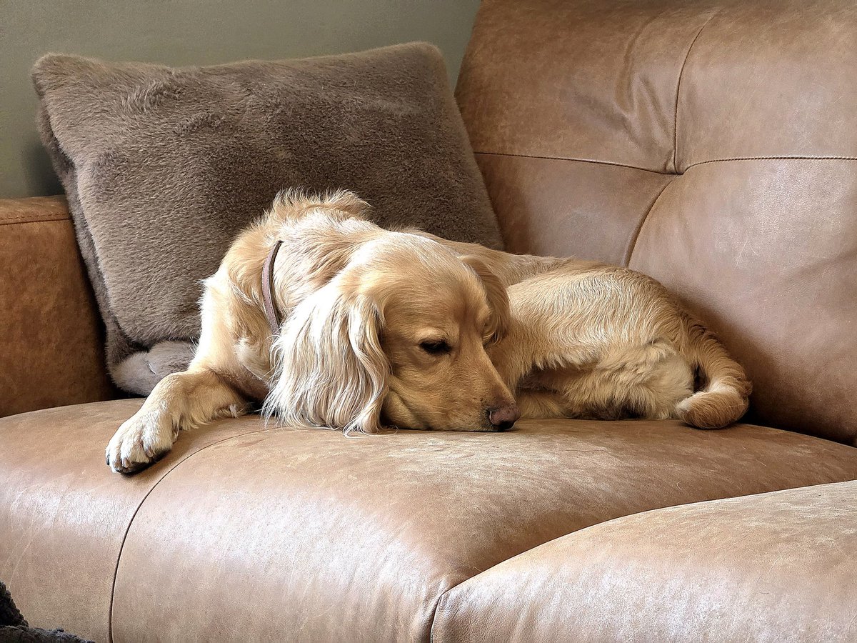 Olly and River the Working Cocker Spaniels tweet media