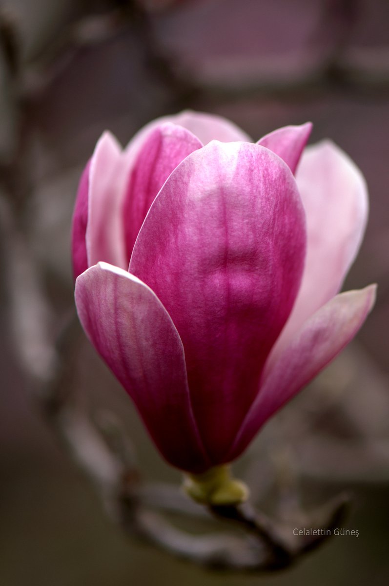 Celalettin Güneş tweet media