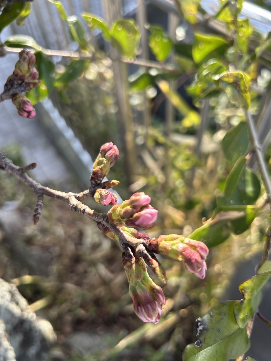 トクシィ【公式】 tweet media