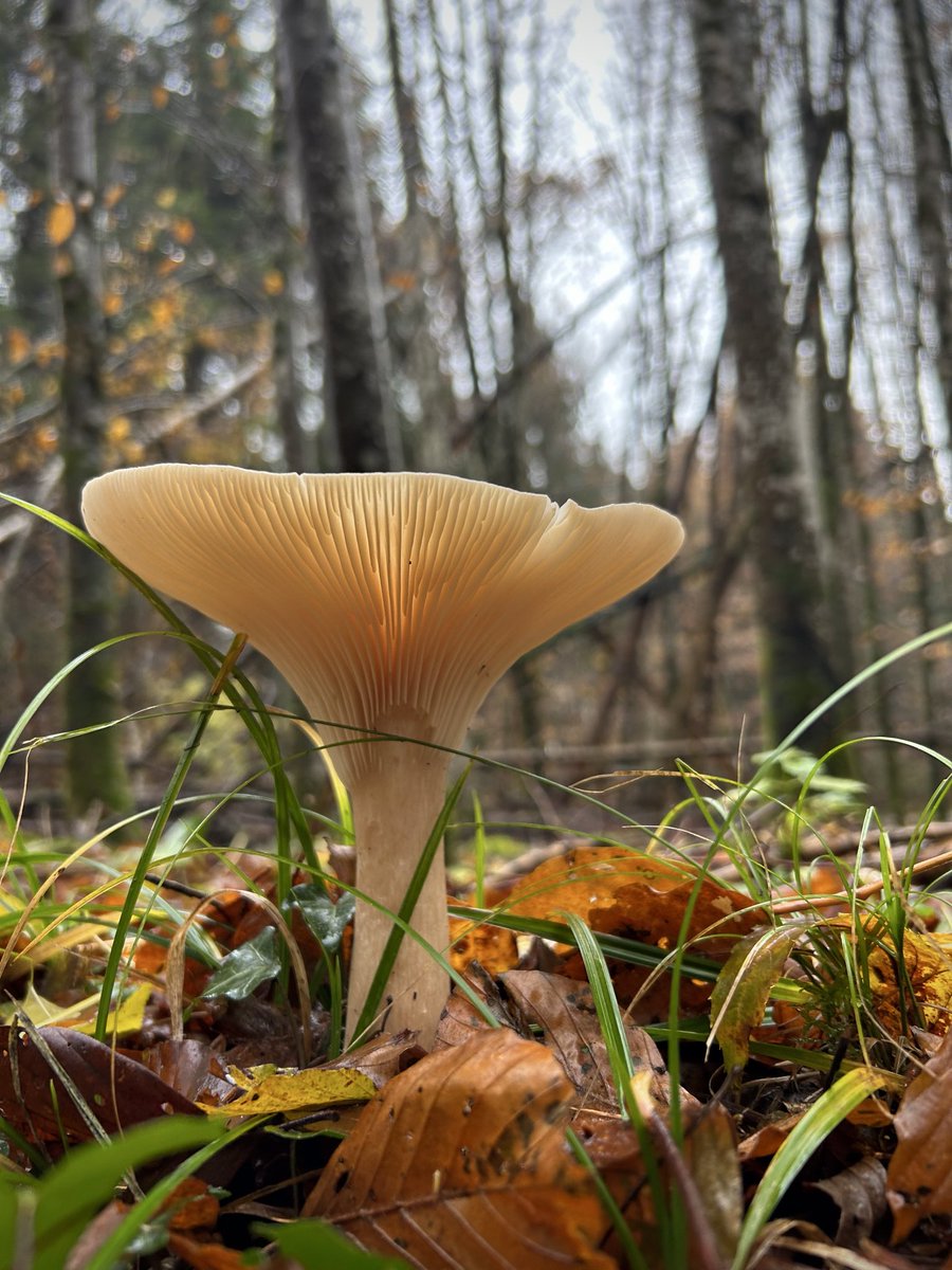 PortmannCarrick's tweet image. grace and chaos
#fungifriday #forest