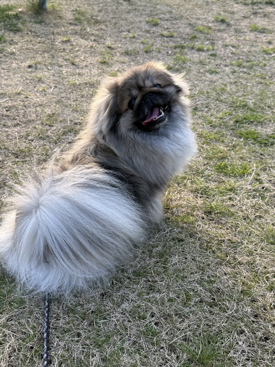 ペキニーズのSIMBA🦁祝🎈4歳✨ tweet media