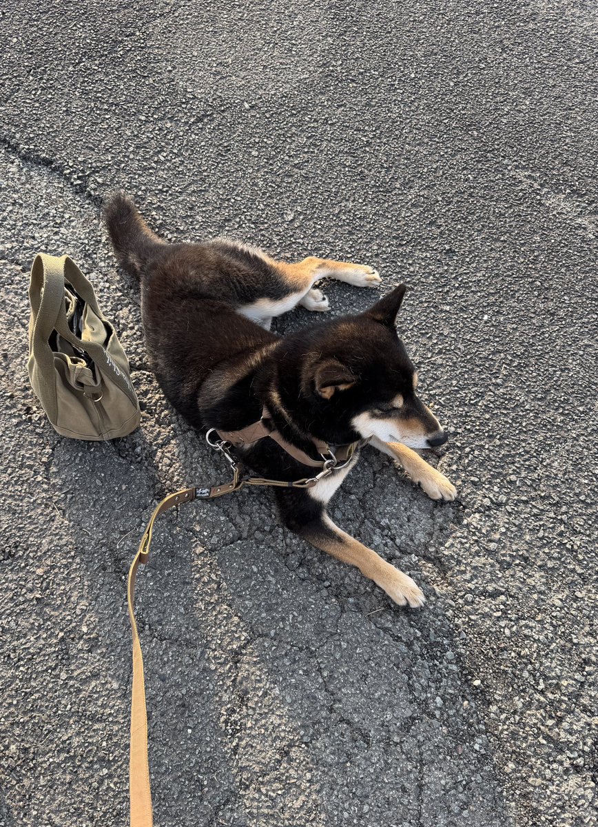 tama | 言葉とデザインのあいだで、日々を紡ぐ人。 tweet media