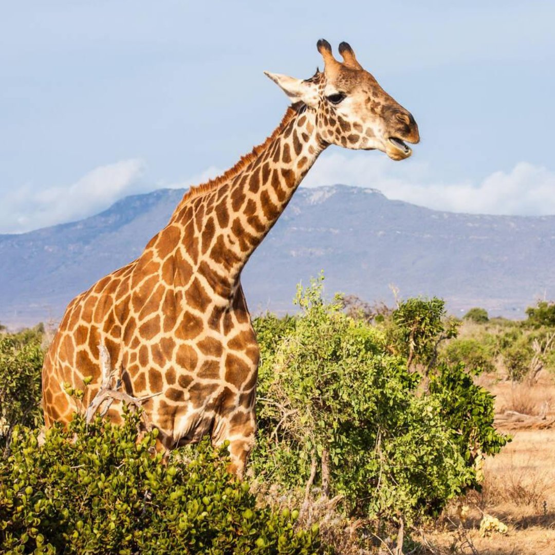 AwardSafaris's tweet image. Which African wildlife would you love to see on safari? 🐘🦁🦒🦏🐆

From powerful lions to graceful giraffes, Kenya’s parks bring you face-to-face with the wild. Every game drive a new adventure.

#KenyaSafari #AfricanWildlife #SafariAdventure #BigFiveSafari