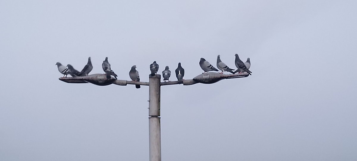 Snarlygog 🐏🐊 tweet media