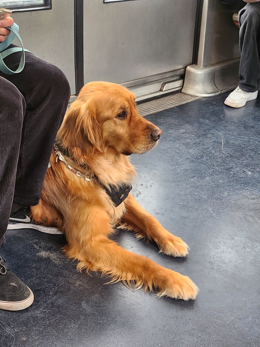 lušišmiš 🦇 tweet media