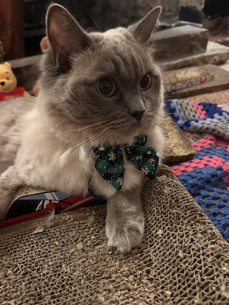 Elizabeth Radcliffe and Boots the Cat tweet media