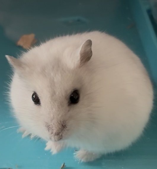 たでまる tweet media