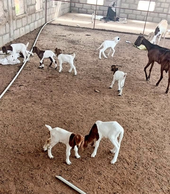 SasDantata's tweet photo. Farming can fill the heart with joy!

Maybe we should start selling our 50/50 Boer/Local breeds? 🤔

@AsadaFoods https://t.co/rGeLZsmI8n