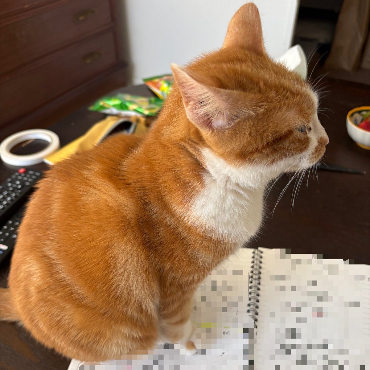 桃゚(momomaru) tweet media