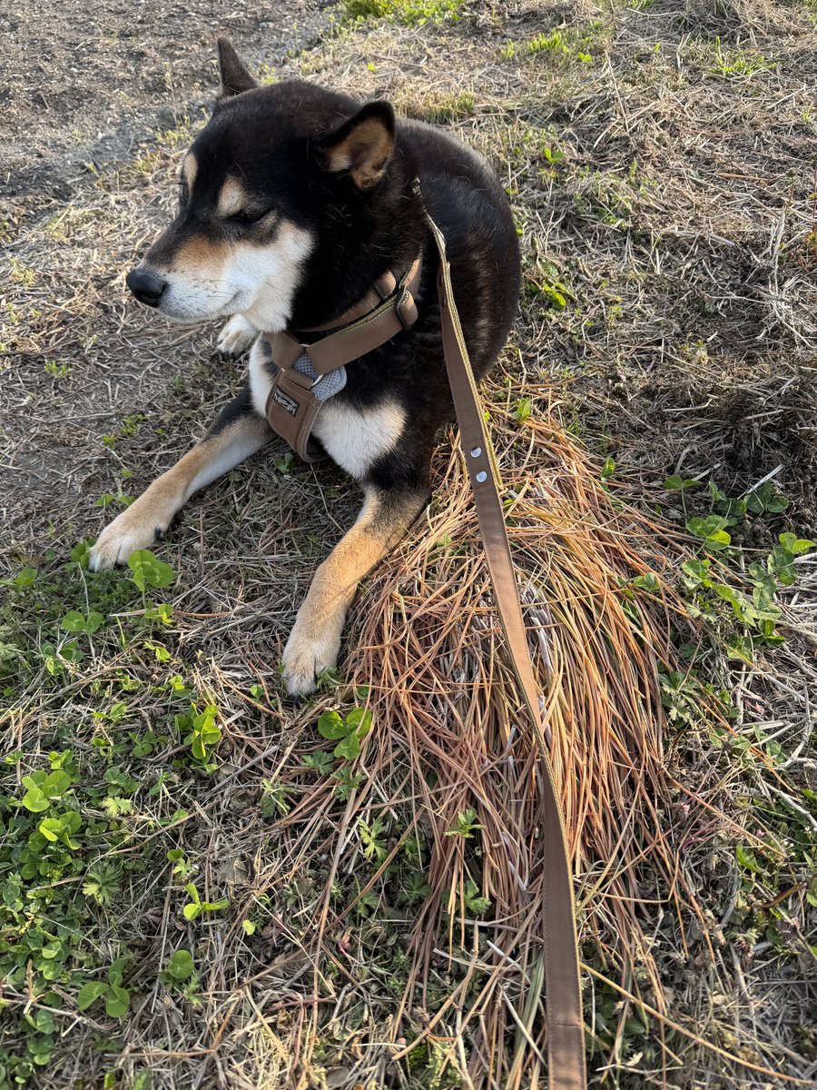 tama | 言葉とデザインのあいだで、日々を紡ぐ人。 tweet media