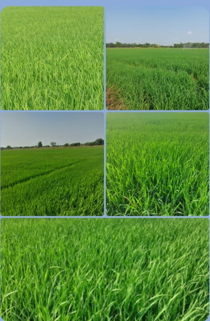 เป็นชาวนาอยู่ตามทุ่งนา tweet media