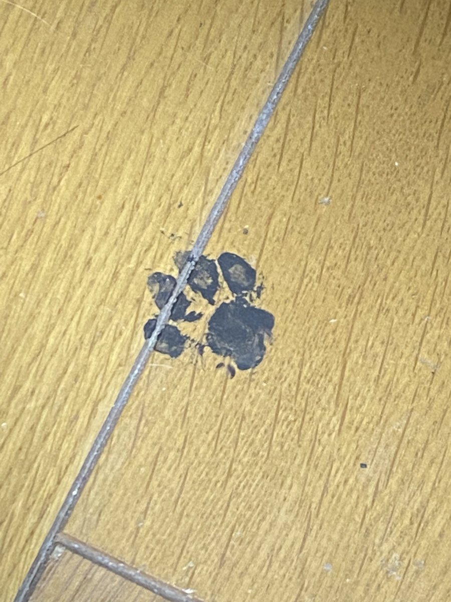 StudioNello（スタジオ・ネロ）＠ MEF&teamSTRAKE！ tweet media