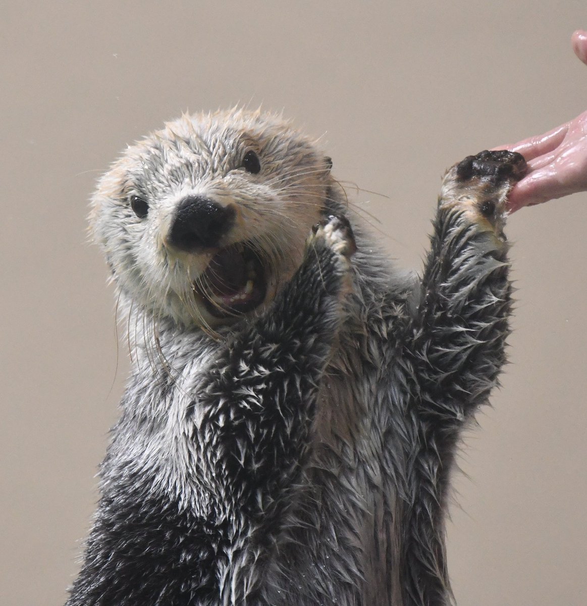 デッコイチャフ tweet media