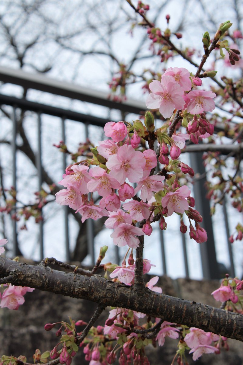 本日3月27日は桜の日🌸

草津市公式Instagramにも掲載した、
草津川跡地公園de愛ひろばの
カワヅザクラをお届けします📸

その他、市内の風景やイベントなど、
草津市の魅力を発信中✨
ぜひフォローをお願いします😊

🔽Instagramはこちら
アカウント名：滋賀県草津市【公式】
instagram.com/kusatsu.city.o…