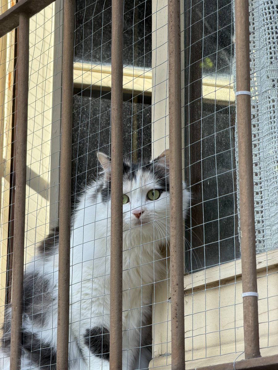 Ariadna Corominas del Hoyo tweet media