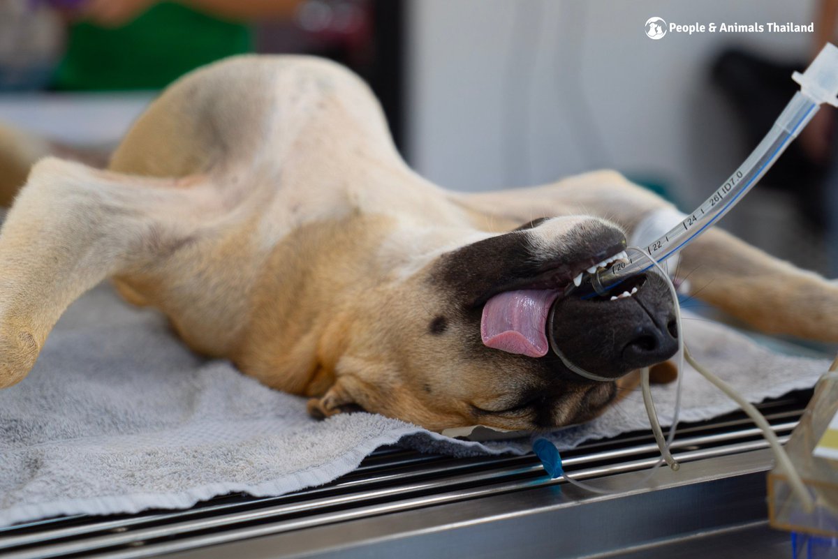 People & Animals Thailand tweet media