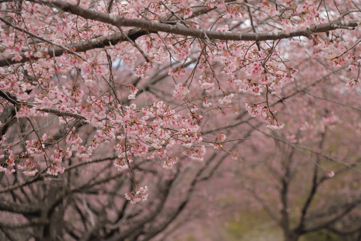 OtsukiCosplay's tweet photo. 【大月エコの里🌸3/27】
早咲きの桜の見頃が続いています。
色が強くなってきて、撮影がしやすくなっているように思います🌸
もしかしたら今週末は桜吹雪の撮影もできるかもしれませんね…‼️
ソメイヨシノは花びらの色が見えてきましたが、開花はもう少し先になりそうです。
#おおつきの桜撮影2026 https://t.co/sOkp1nsred