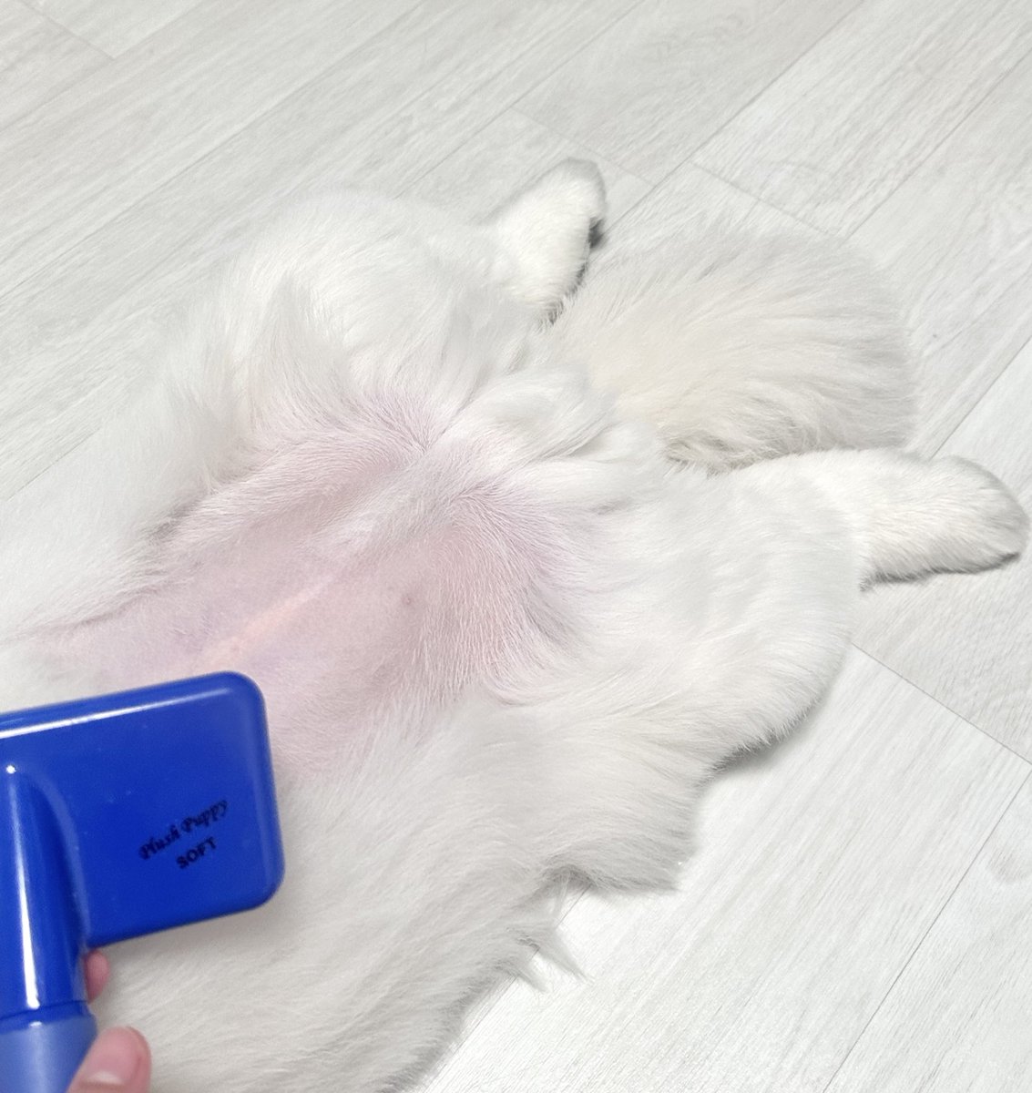 임쪼깐 tweet media