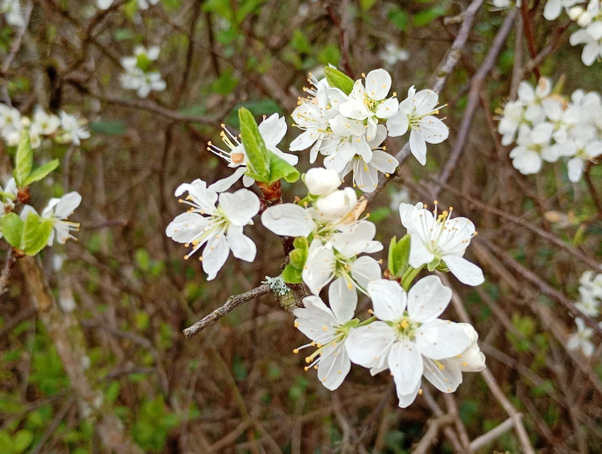 Dr Janet Lees tweet media