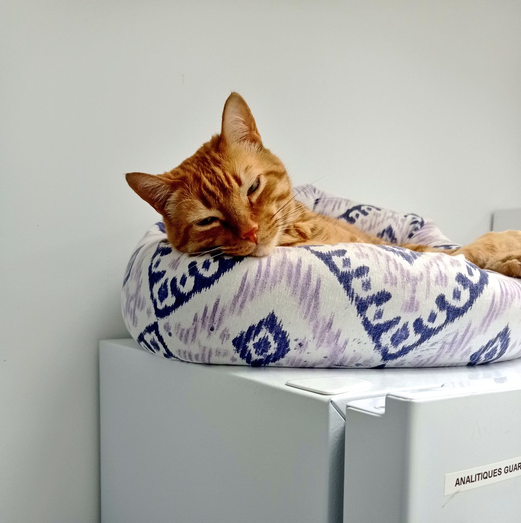 Los búhos no tienen buche tweet media