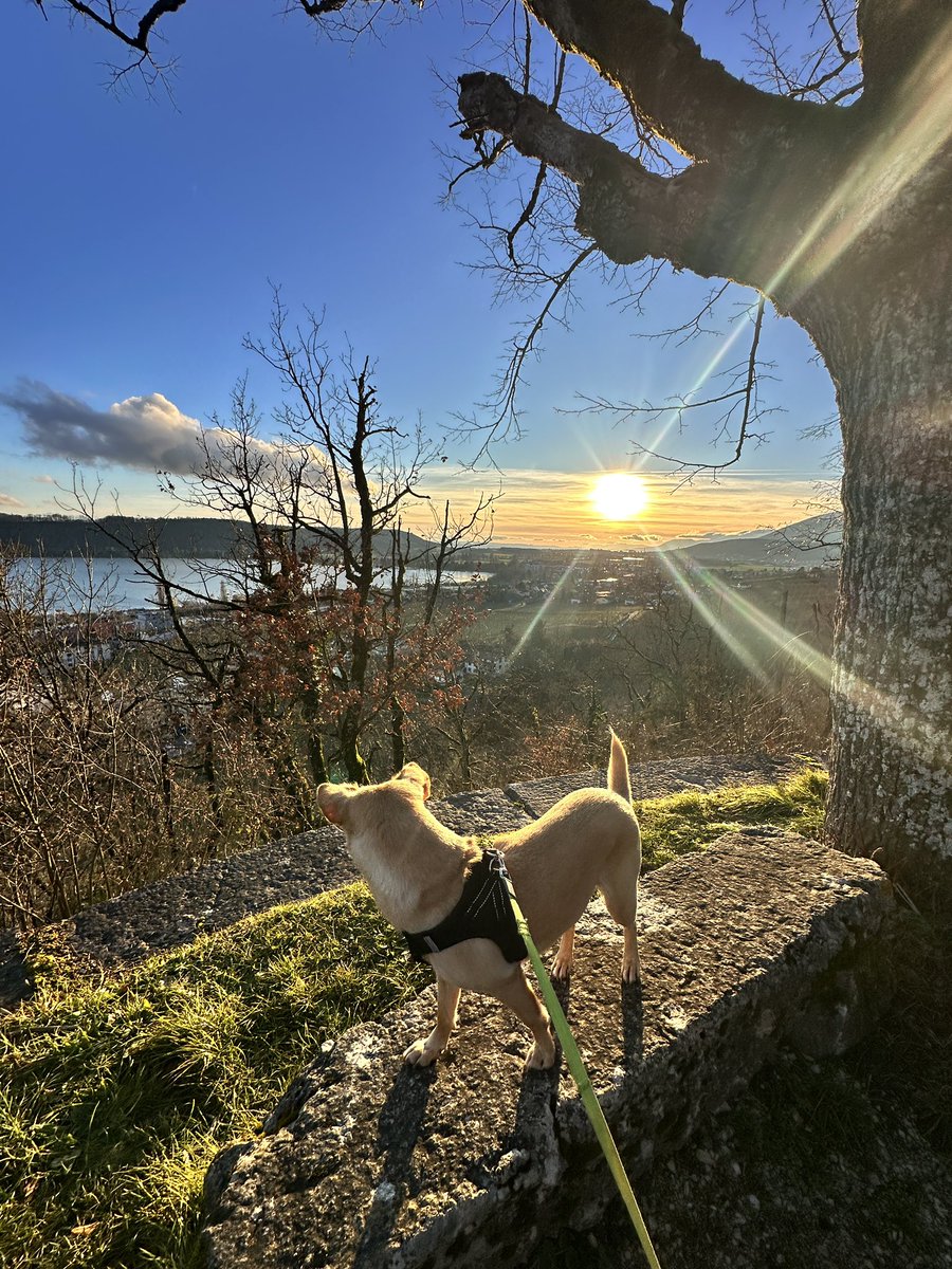 Trax51.hl 🫕🧀🏝 tweet media