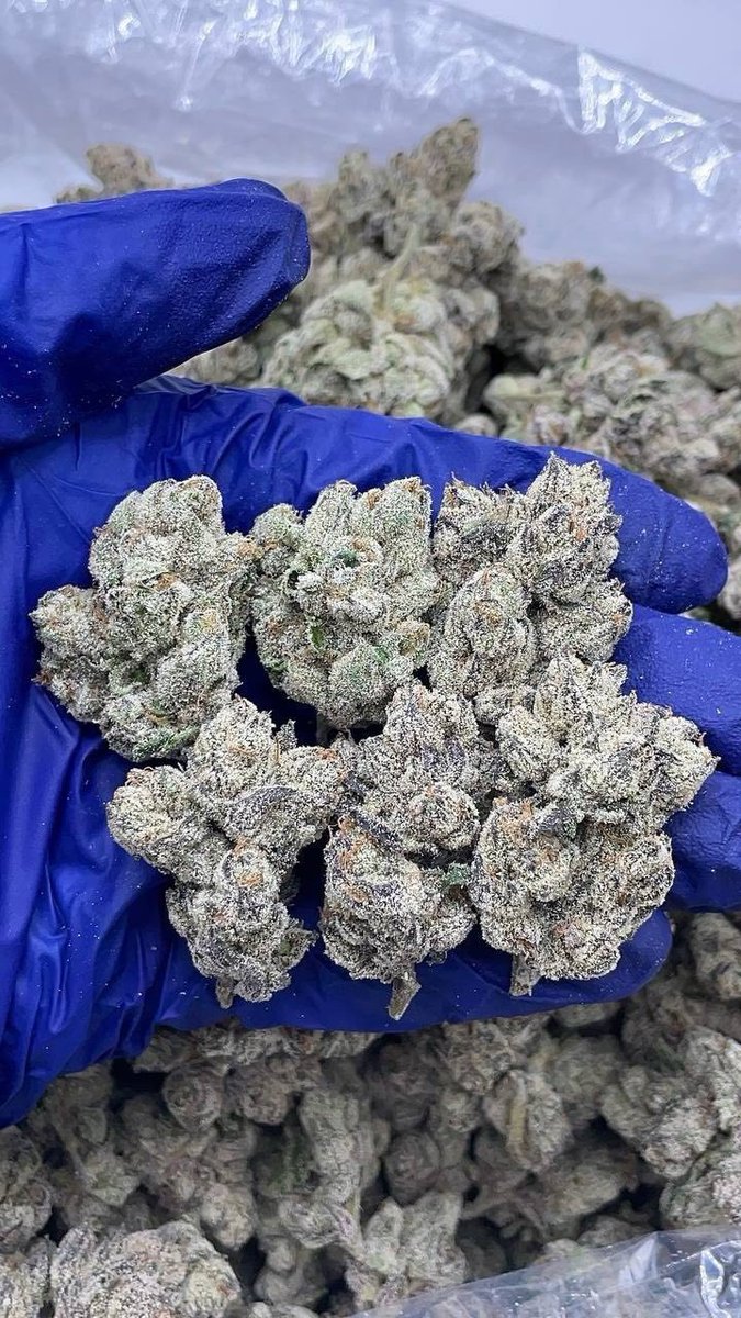 Londonbudds's tweet image. Weed Bermondsey Street, Weed Southbank Centre, Weed Waterloo, Weed Lambeth Palace, Weed Vauxhall, Weed Nine Elms, Weed Pimlico, Weed Victoria, Weed Belgravia, Weed Mayfair