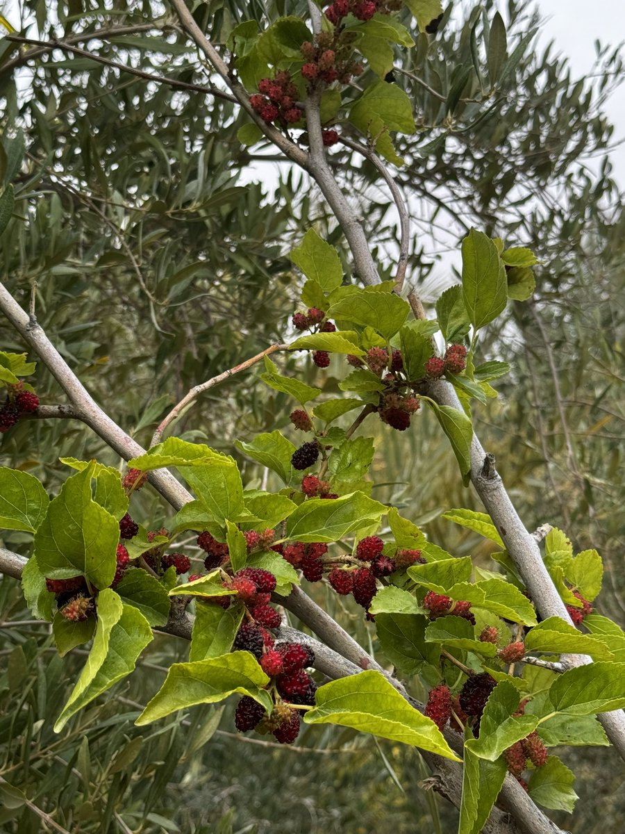 𝑴𝒂 tweet media