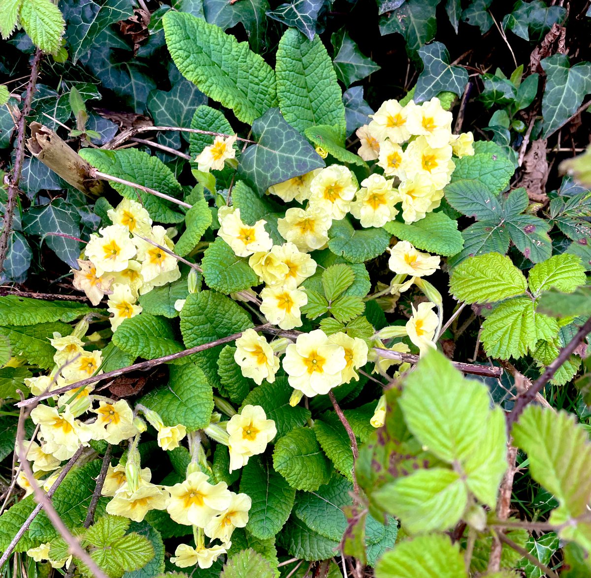 Bronnie Beckett tweet media