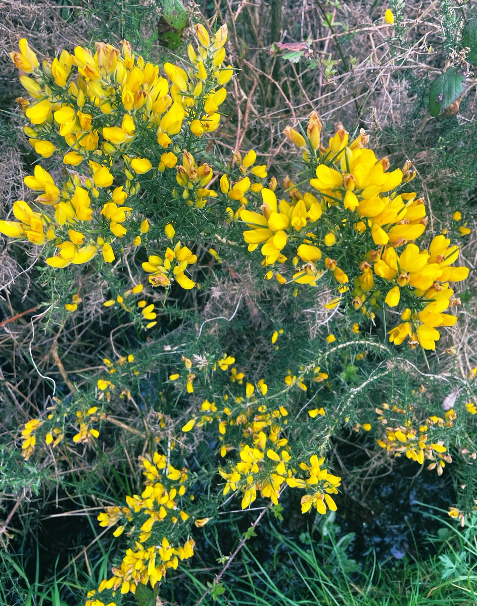 Bronnie Beckett tweet media