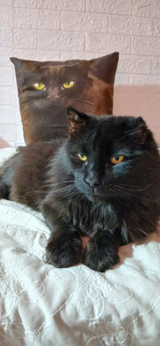 ᛚ ᛁ ᚾ ᚺ ᚨ ᚱ ᛚ ᚨ ᛟ ᚹ ᚾ tweet media