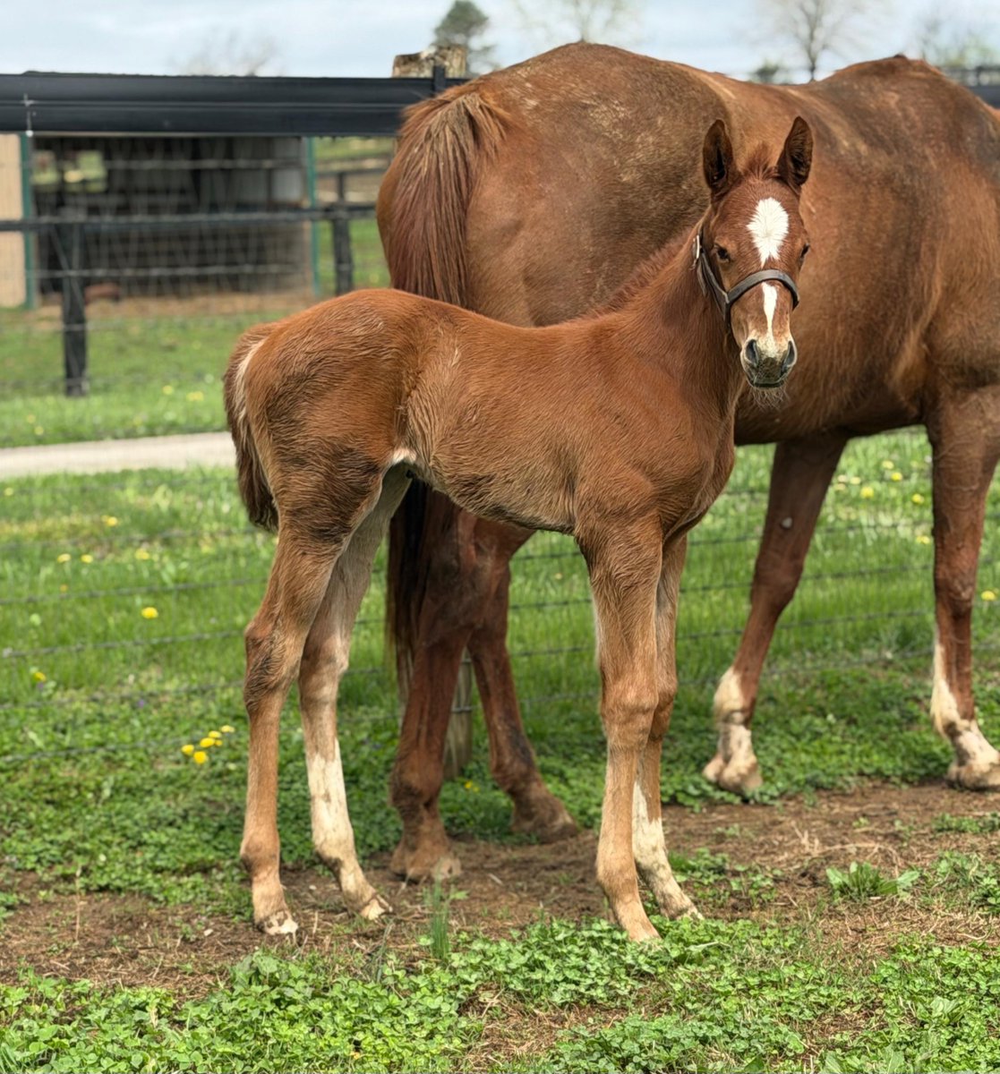 GVG Genetics tweet media