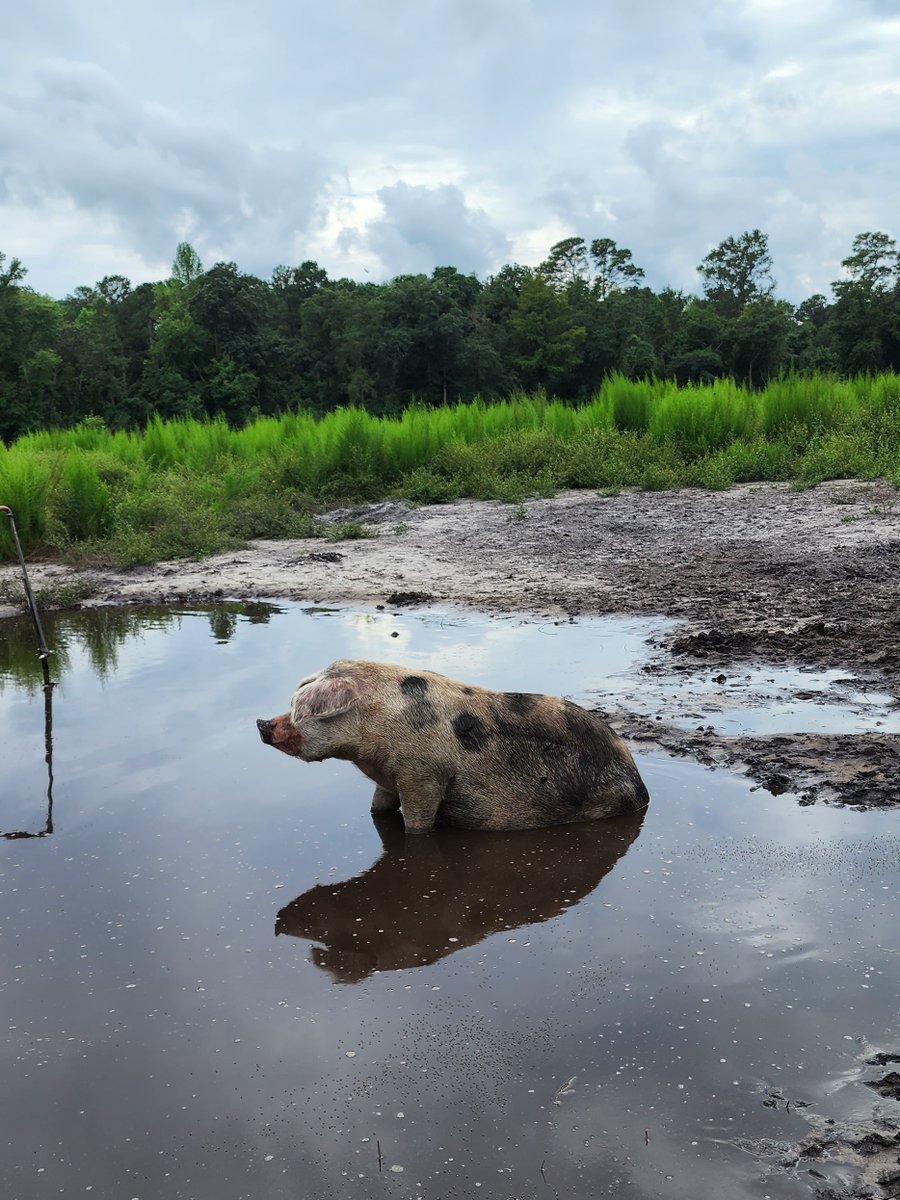 JoyceFarms tweet media