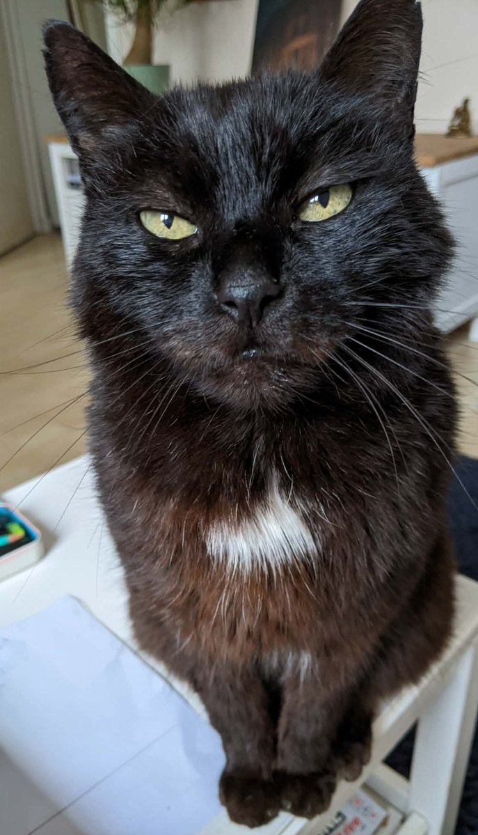 Maikeru マイケル tweet media