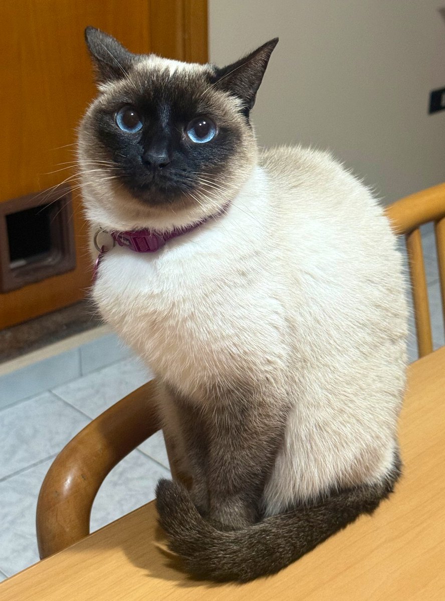 Daeborerys🐉 tweet media