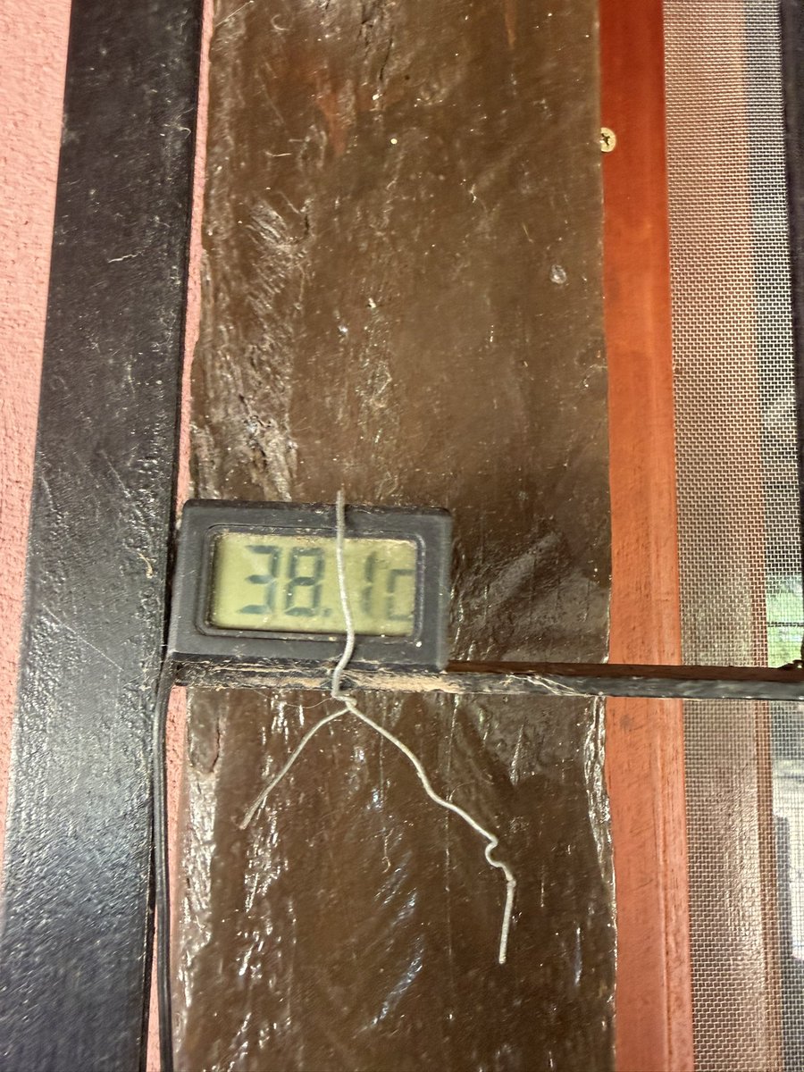 Pecho Ortiz tweet media