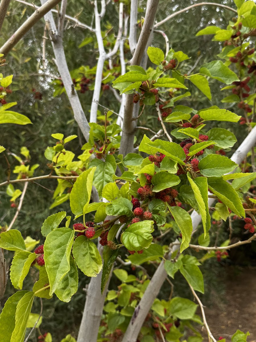 𝑴𝒂 tweet media