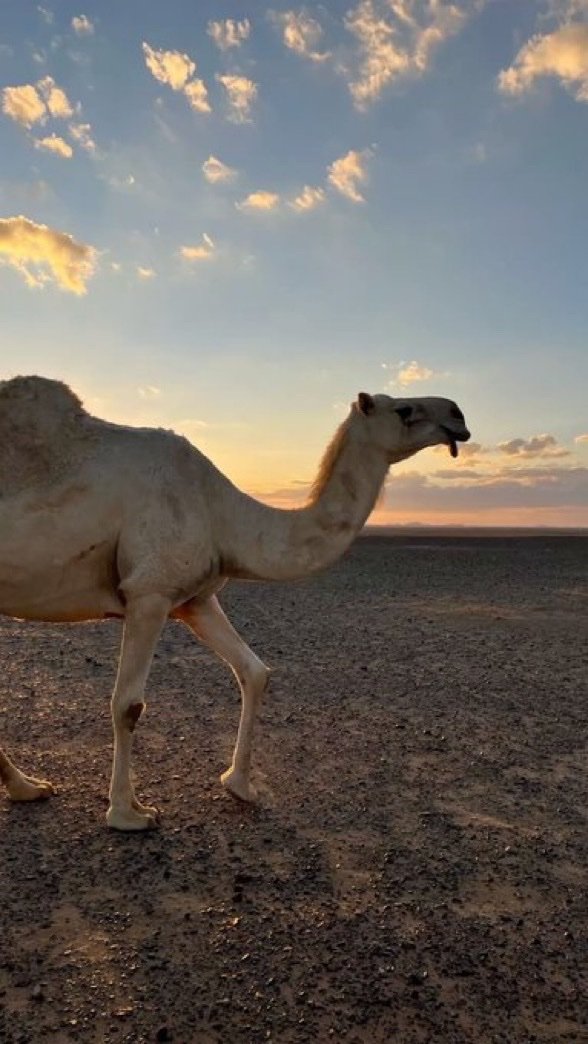 رغد العجمي tweet media