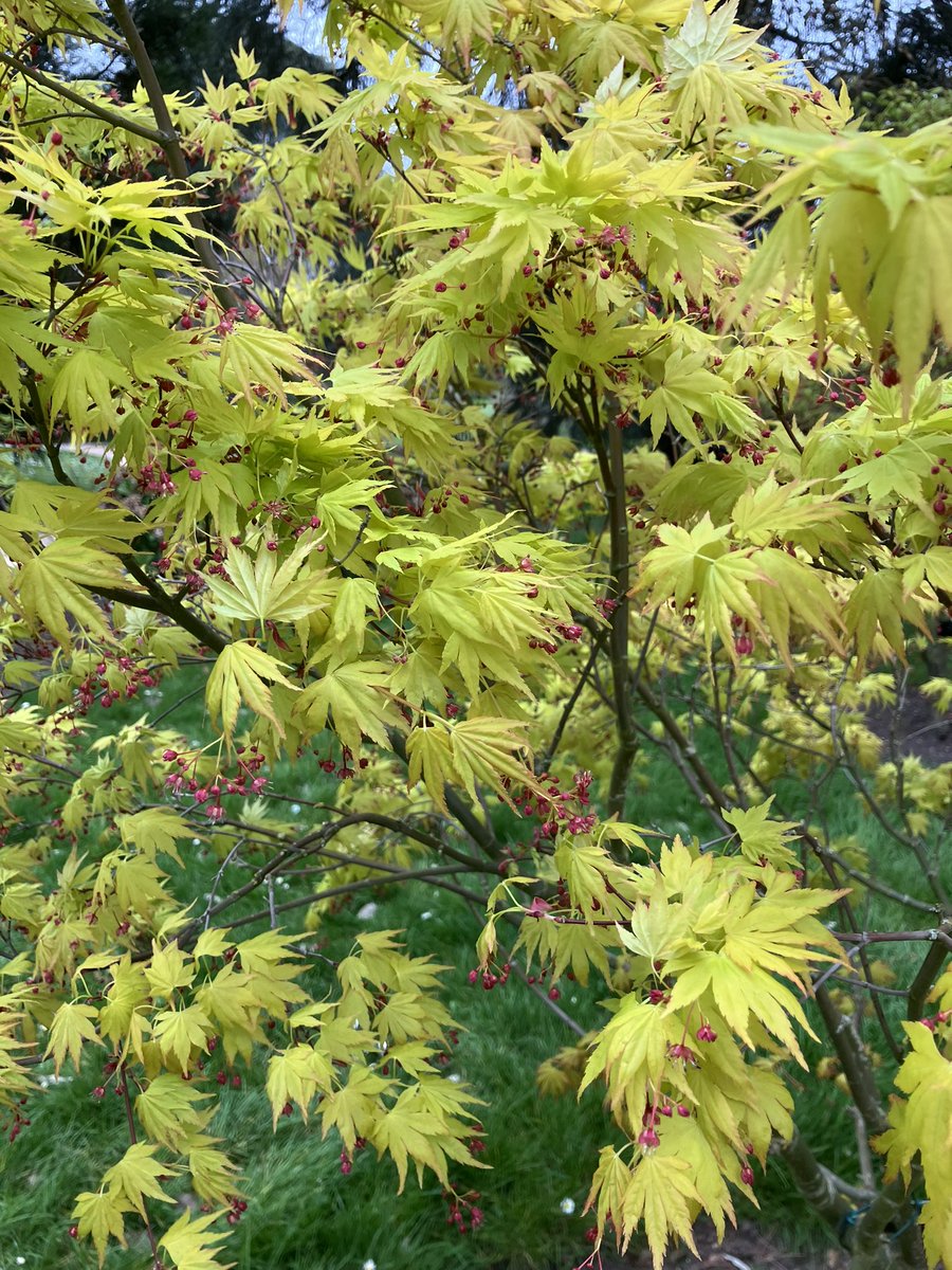 Vivienne 🏴‍☠️🪴 tweet media