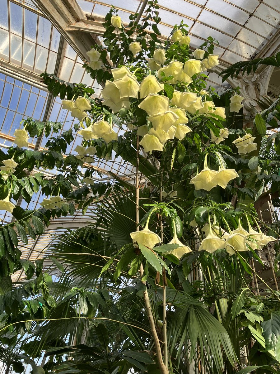 Vivienne 🏴‍☠️🪴 tweet media