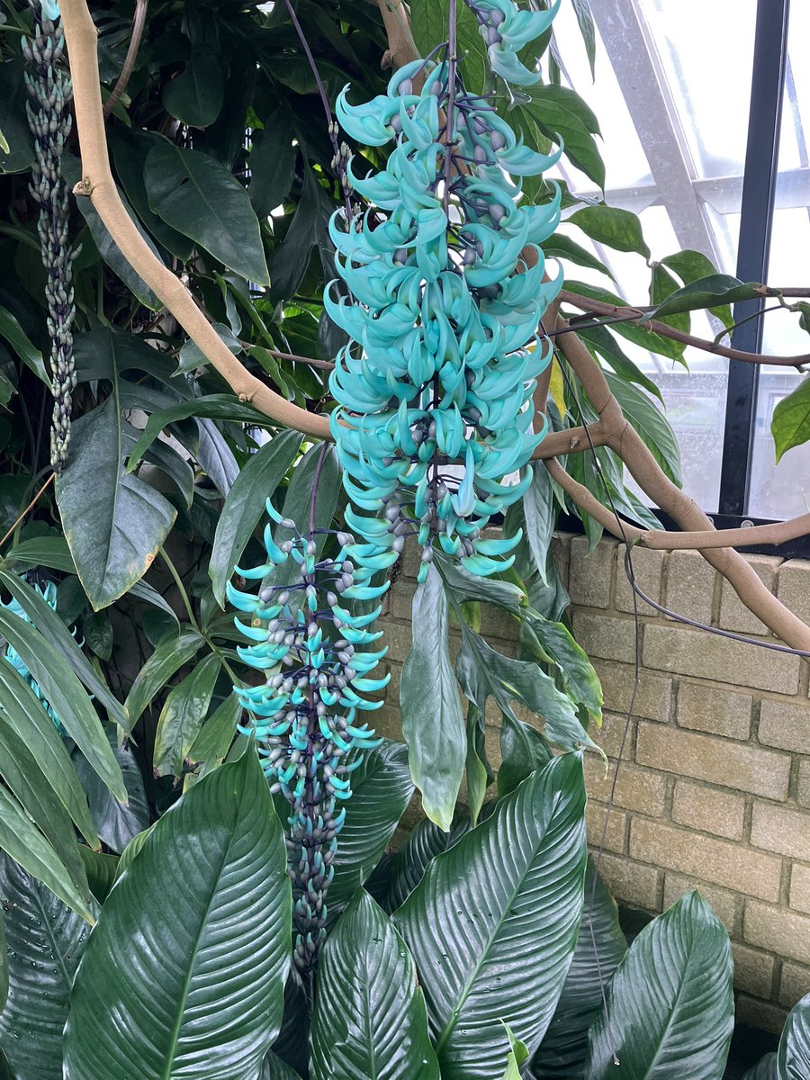 Vivienne 🏴‍☠️🪴 tweet media