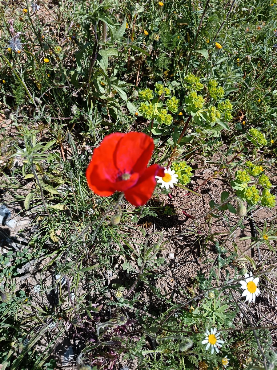 llum de gas 🏳️‍⚧️ (maestrat independent) tweet media