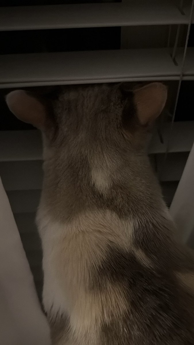 Panko A. Cat’s Mom tweet media