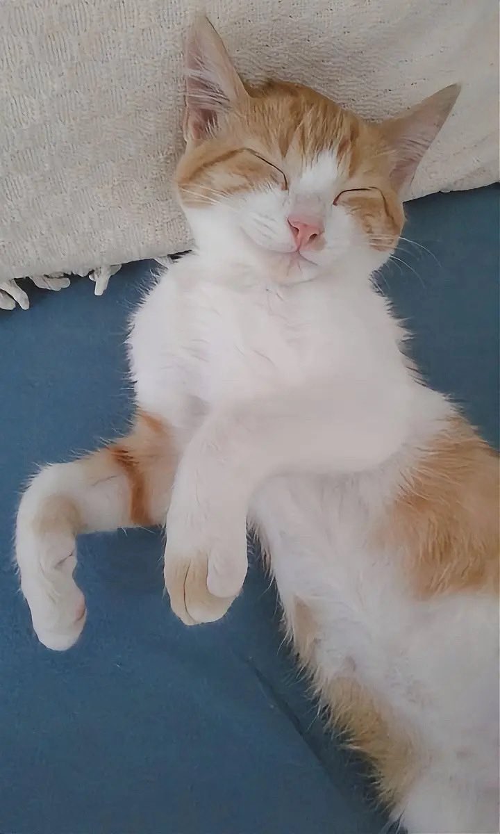 𝒞𝒽𝒾𝓏𝓊 /智津 tweet media