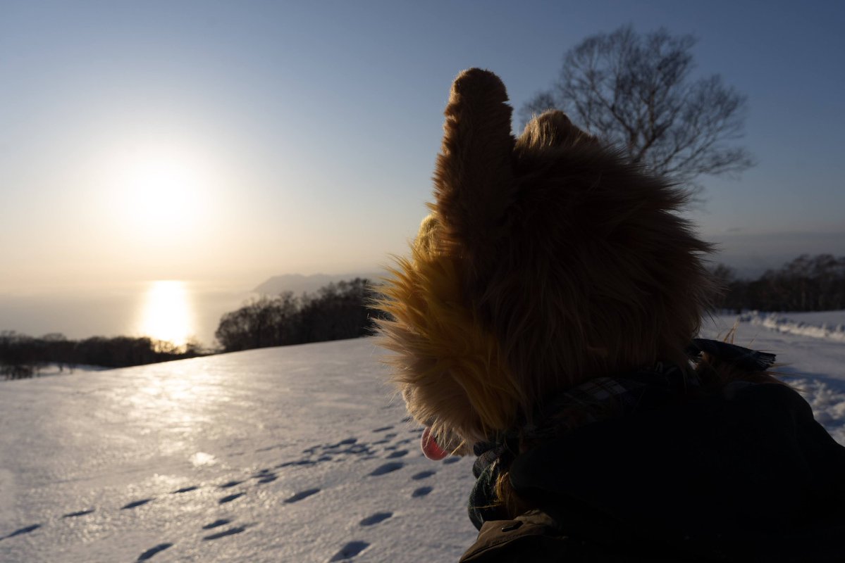 Ley DingoFox tweet media