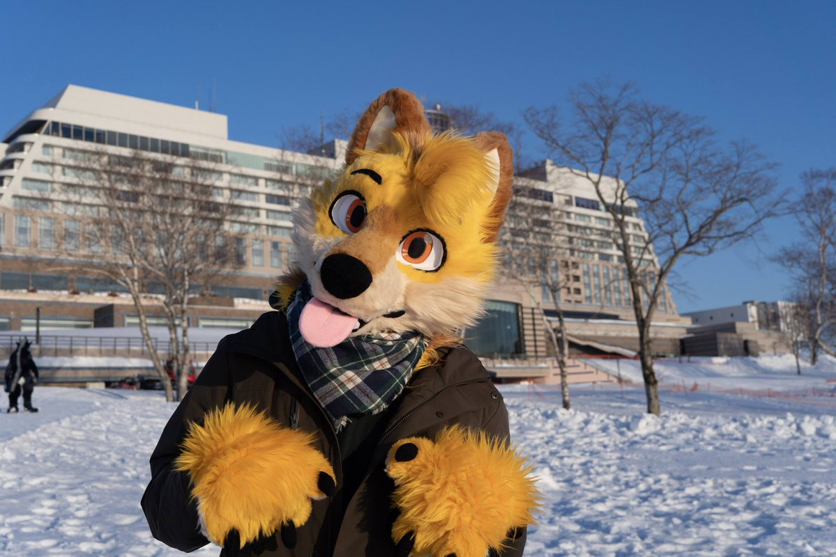 Ley DingoFox tweet media