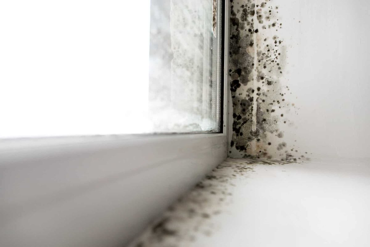 DustinMPeyser's tweet image. Where Does Mold Grow in a House? dlvr.it/TRs922 👉 Reveal Your ROI bit.ly/MyHomeAI 👈 #MoldPrevention #HomeMaintenance #HomeTips #RealEstate #MoldAwareness